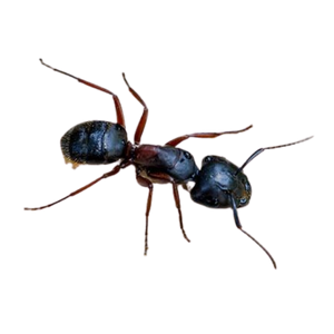 Carpenter-ant-1 (1)