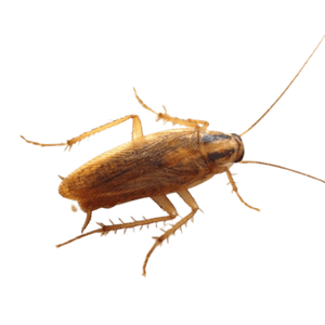 German-cockroach-1