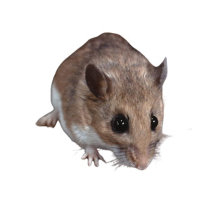 Mouse-1