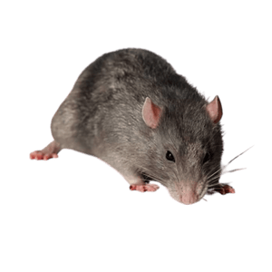 Rat-1
