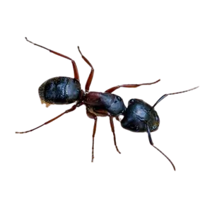 Carpenter ant