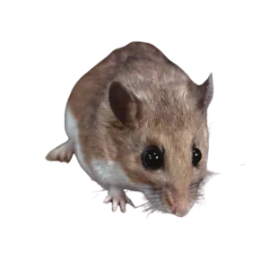 House mouse