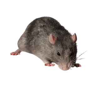 Rat