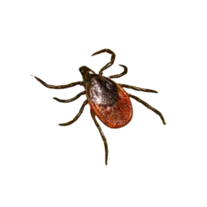 Deer tick